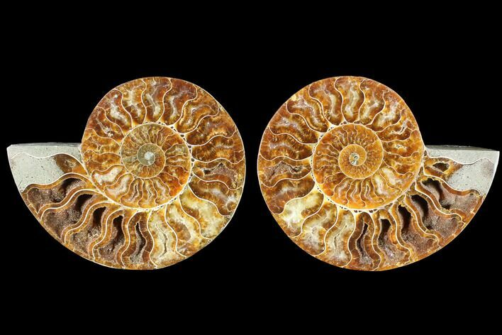 Cut & Polished Ammonite Fossil - Agatized #88425
